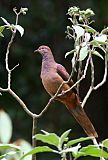 Brown Cuckoo-Doveborder=